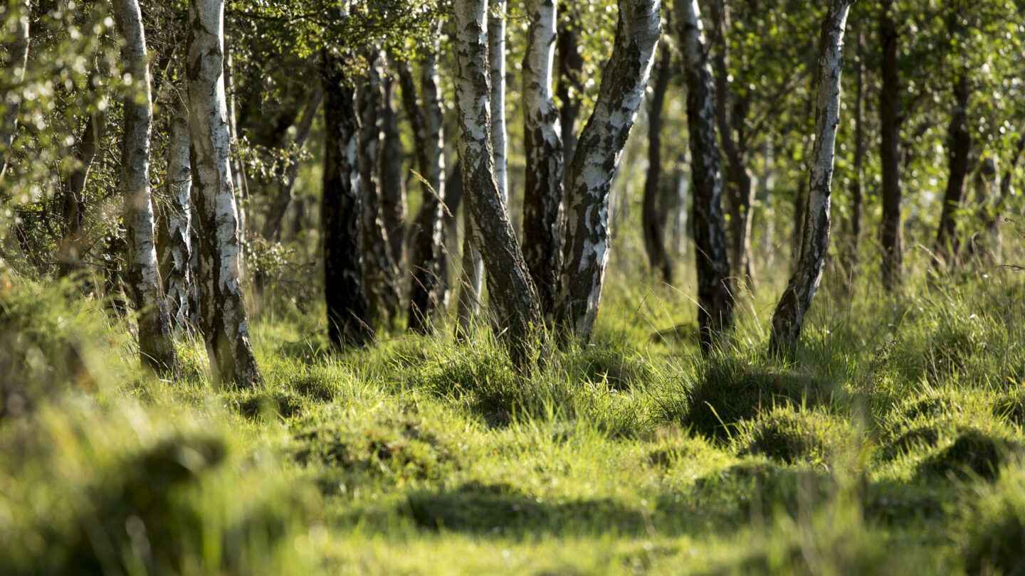 Nahaufnahme von Birkenstämmen in einem grünen Wald mit dichtem Grasbewuchs und sanftem Lichtspiel zwischen den Bäumen.