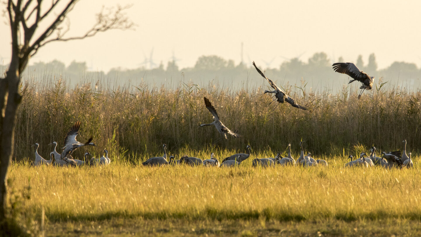 Kraniche in einer Wiese vor einem Schilfgebiet, teils fliegend, teils ruhend, bei Sonnenuntergang. Im Hintergrund sind Windräder und eine Baumreihe sichtbar