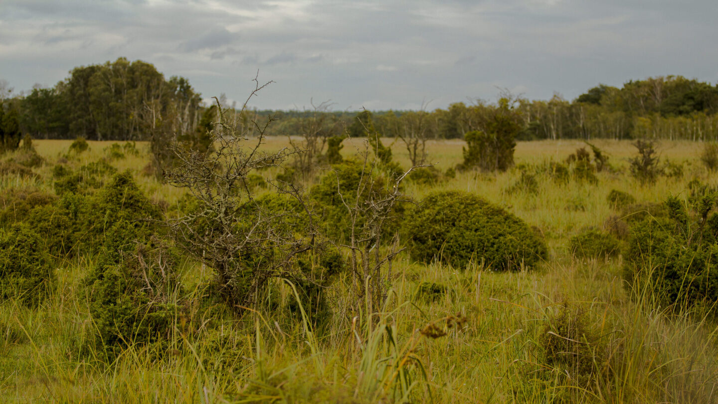 Weite Heidelandschaft mit niedrigen Büschen und vereinzelten Bäumen unter wolkenverhangenem Himmel. Die Vegetation besteht aus Gras, Sträuchern und Heidepflanzen.