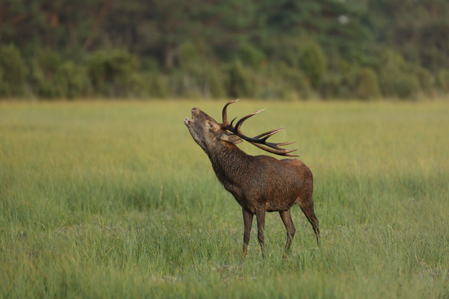Hirsch in einer grasreichen Umgebung. Der Hirsch steht auf einer Wiese mit hohem Gras und Bäumen im Hintergrund. Seine Geweihe sind deutlich zu sehen, wie er seinen Kopf nach oben richtet.
