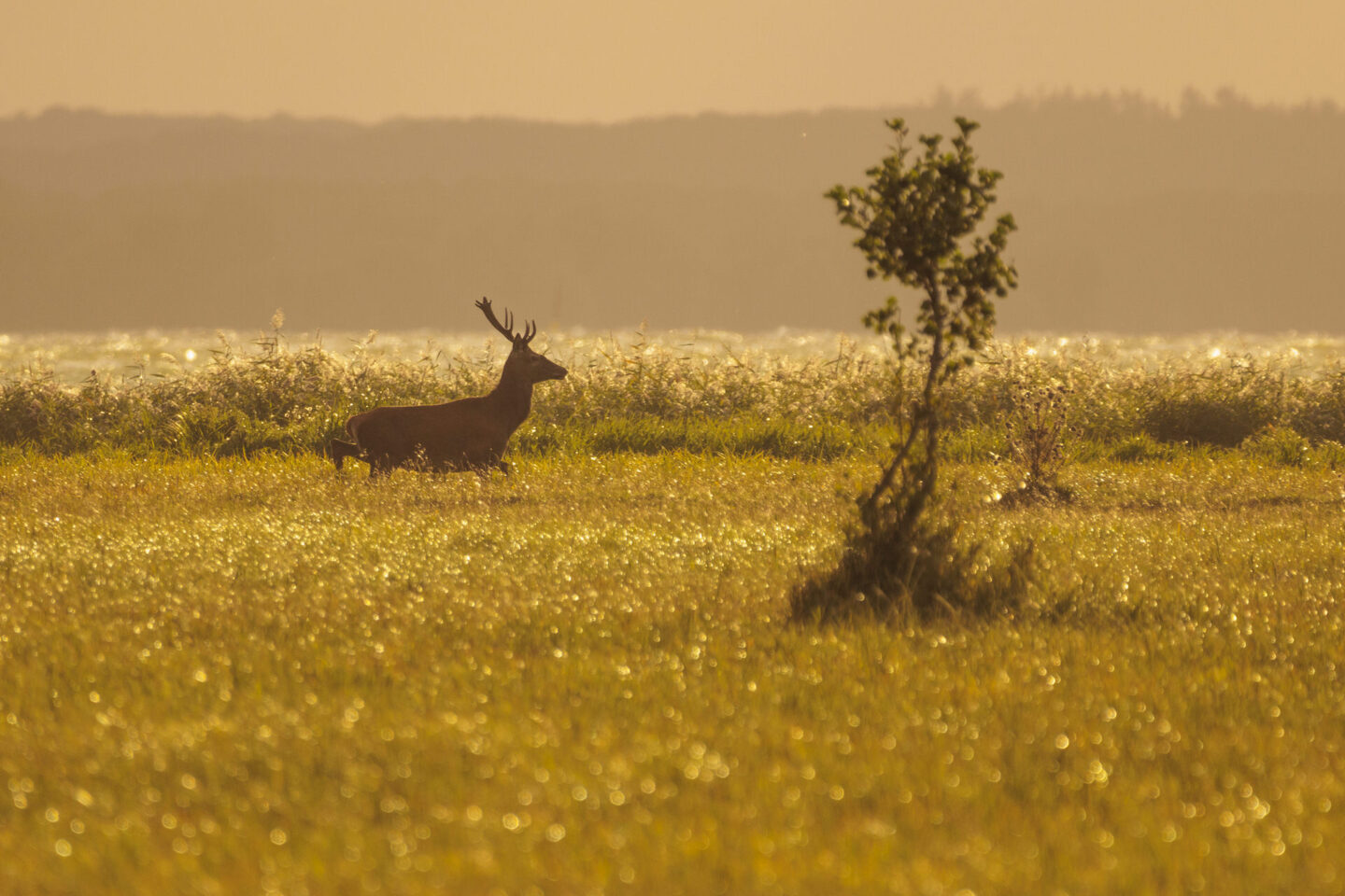 Dieses Bild zeigt einen Hirsch als Silhouette vor einem leuchtend goldenen Feld bei Sonnenuntergang. Der Hirsch steht im Vordergrund, während das Licht der untergehenden Sonne eine warme, neblige Stimmung über die Landschaft legt