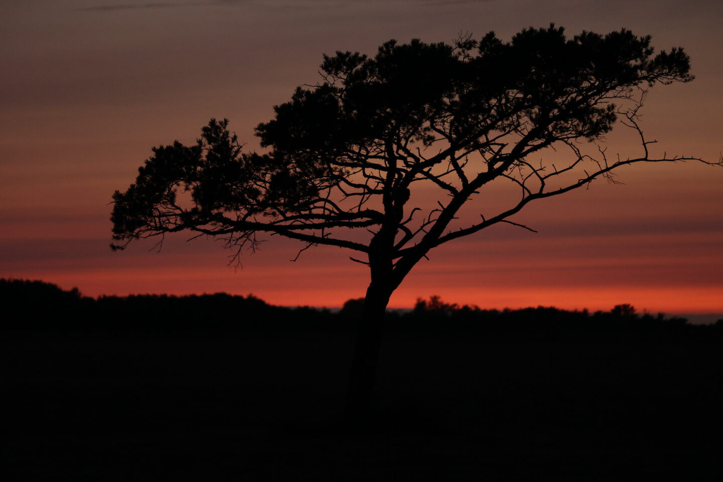 Dramatische Sonnenuntergangsszenerie, bei der ein silhouettierter Baumzweig den Himmel rahmt. Der Himmel ist mit leuchtenden Nuancen von Orange, Rot und Lila gefüllt, was eine atemberaubende natürliche Darbietung ergibt