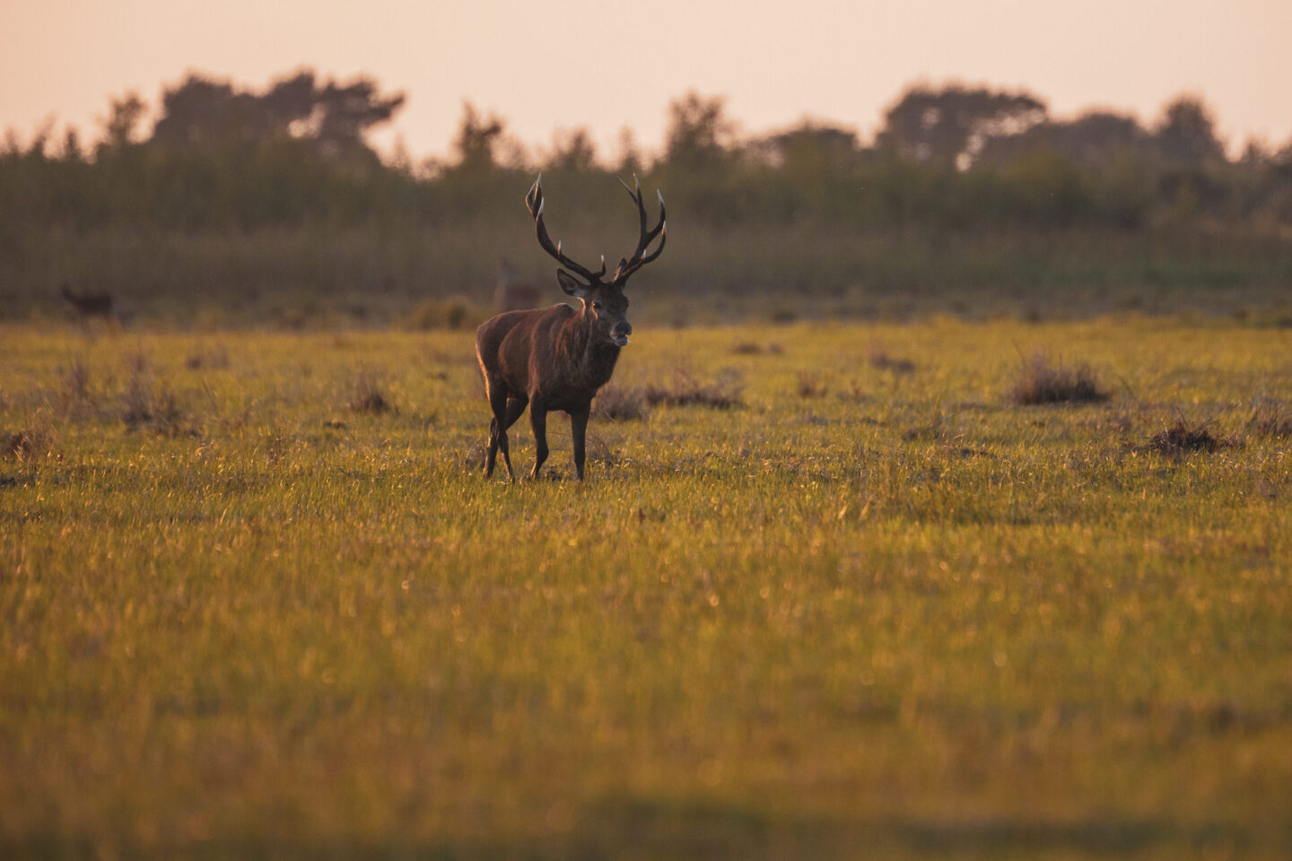 Das Bild zeigt einen großen Rothirsch mit mächtigen Geweihen, der auf einer Wiese steht. Der Hirsch ist vom Licht des Sonnenuntergangs beleuchtet, was einen starken Kontrast erzeugt