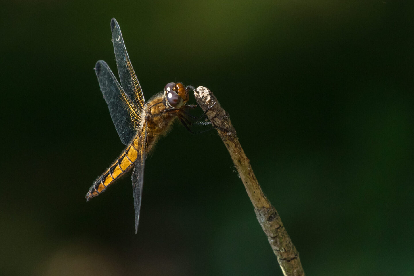 Nahaufnahme einer Libelle, die auf einem Zweig sitzt. Die komplexen Flügel und die zusammengesetzten Augen der Libelle sind deutlich zu erkennen, was die Schönheit und Komplexität dieses Insekts zeigt